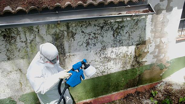 Trusted Crawl Space Mold Removal service in Midland, MI - Cheap Mold Removal